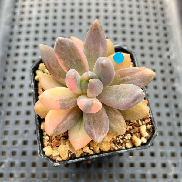 Pachyveria 'Blue Mist' Variegated 2"-3" Succulent Plant