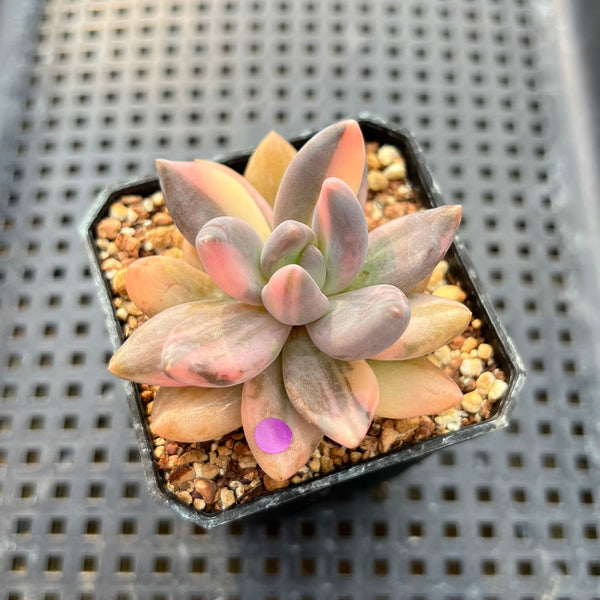 Pachyveria 'Blue Mist' Variegated 2"-3" Succulent Plant