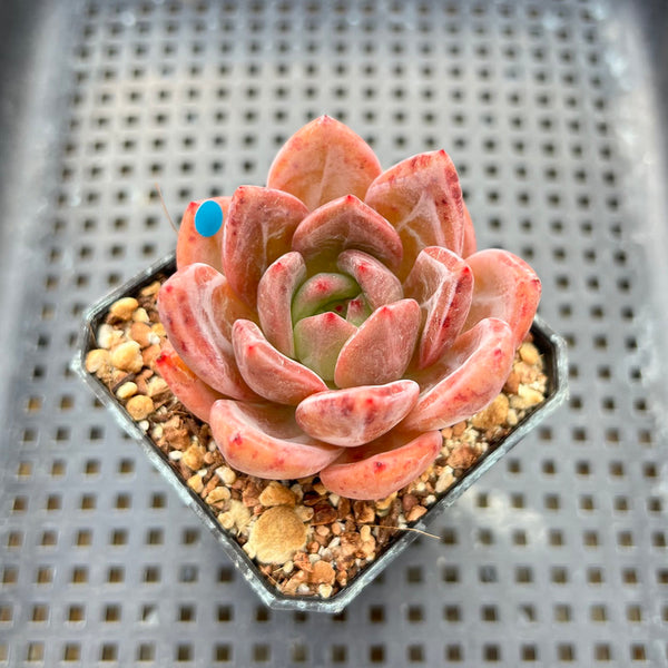 Echeveria 'Pink Champaign' 2" Succulent Plant