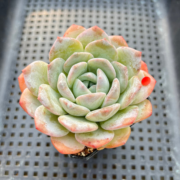 Echeveria 'Heart Emotion' 2"-3" Succulent Plant