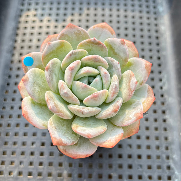 Echeveria 'Heart Emotion' 2"-3" Succulent Plant