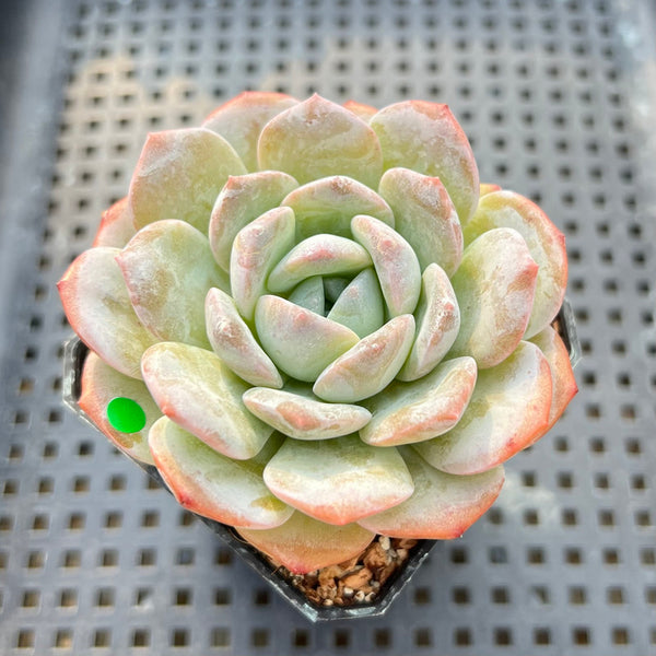 Echeveria 'Heart Emotion' 2"-3" Succulent Plant