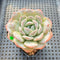 Echeveria 'Heart Emotion' 2"-3" Succulent Plant