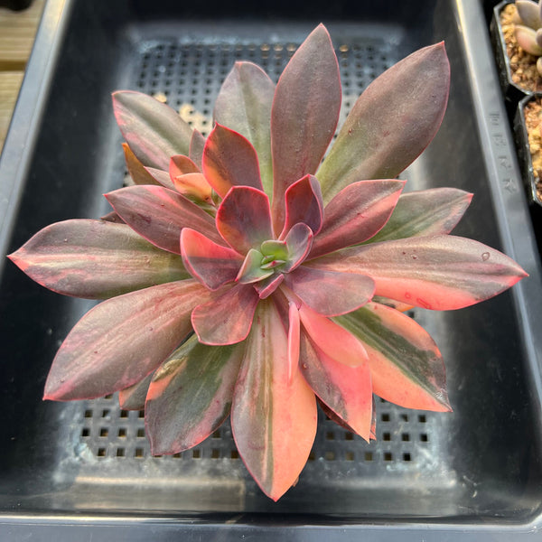 Echeveria 'Hanaikada' Variegated 4"-5" Succulent Plant