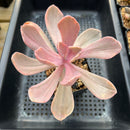 Pachyveria 'Pampoteus' Variegated 3" Succulent Plant