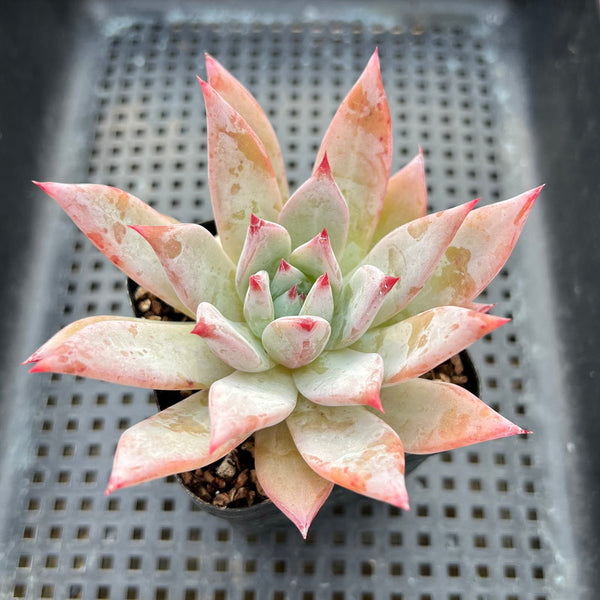 Echeveria 'Colorata Brandtii' 3"-4" Succulent Plant