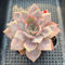 Echeveria 'Apricot Story' 3"-4" Succulent Plant