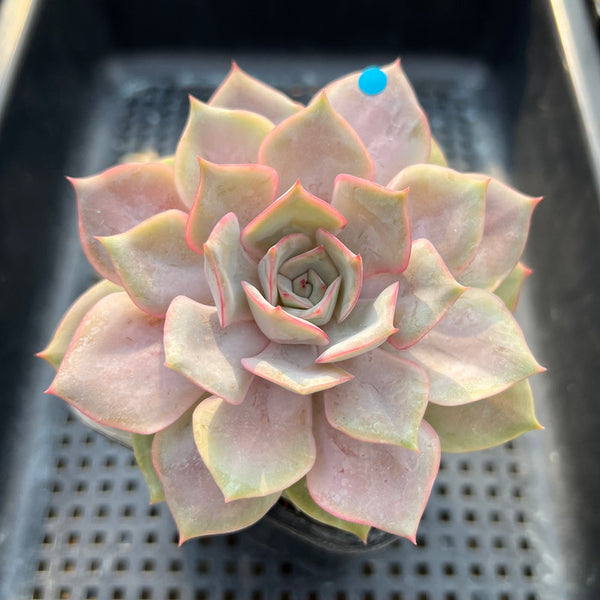 Echeveria 'Apricot Story' 3"-4" Succulent Plant