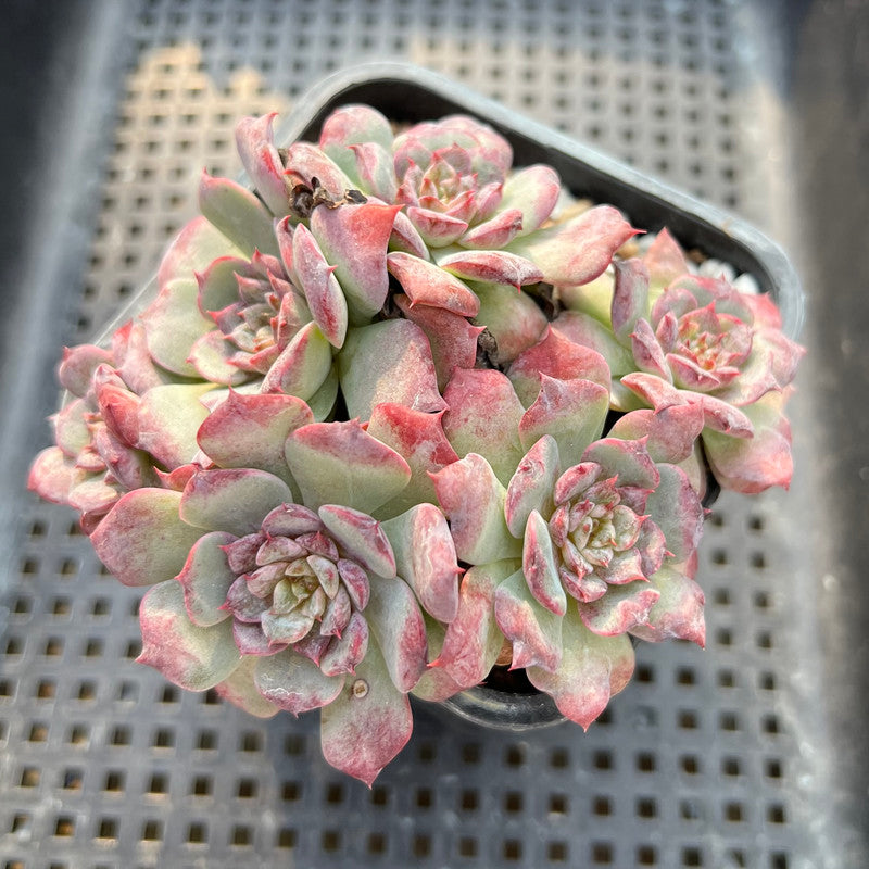 Echeveria 'Lovely' 2"-3" Cluster Succulent Plant