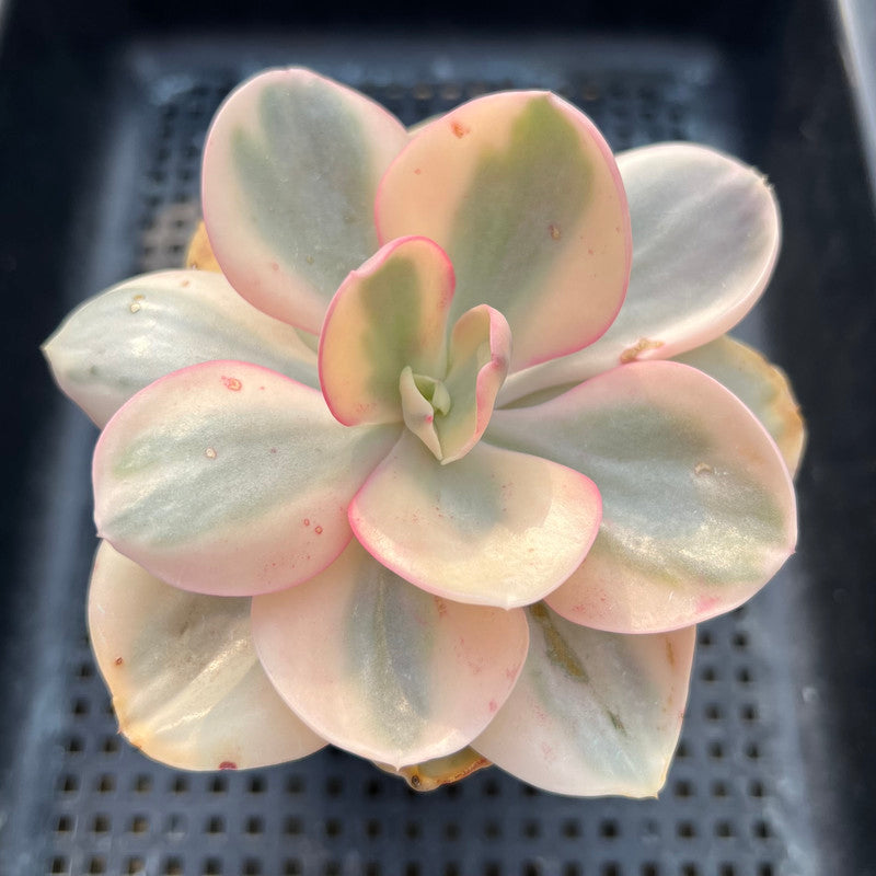 Echeveria 'Suyon' White Variegated 4" Succulent Plant