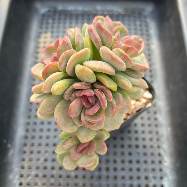 Echeveria 'Dentra' Variegated 3"-4” Cluster Succulent Plant