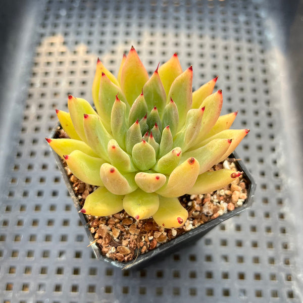 Echeveria Agavoides 'Black Tip' 2" Succulent Plant