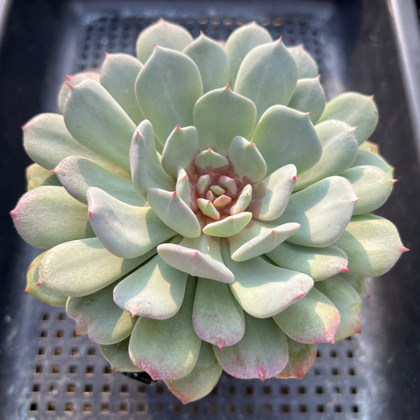 Echeveria 'Juliana Pink' 5"-6" Extra Large Succulent Plant