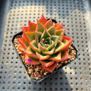 Echeveria 'Villa Rosa' 2" New Hybrid Succulent Plant