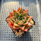 Echeveria 'Villa Rosa' 2" New Hybrid Succulent Plant