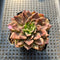 Echeveria 'Silver Prince' Variegated 2" Succulent Plant