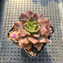 Echeveria 'Silver Prince' Variegated 2" Succulent Plant