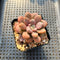 Graptopetalum 'Polari Heart' 2” Succulent Plant