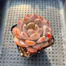 Echeveria 'Orange Monroe' 2" Succulent Plant