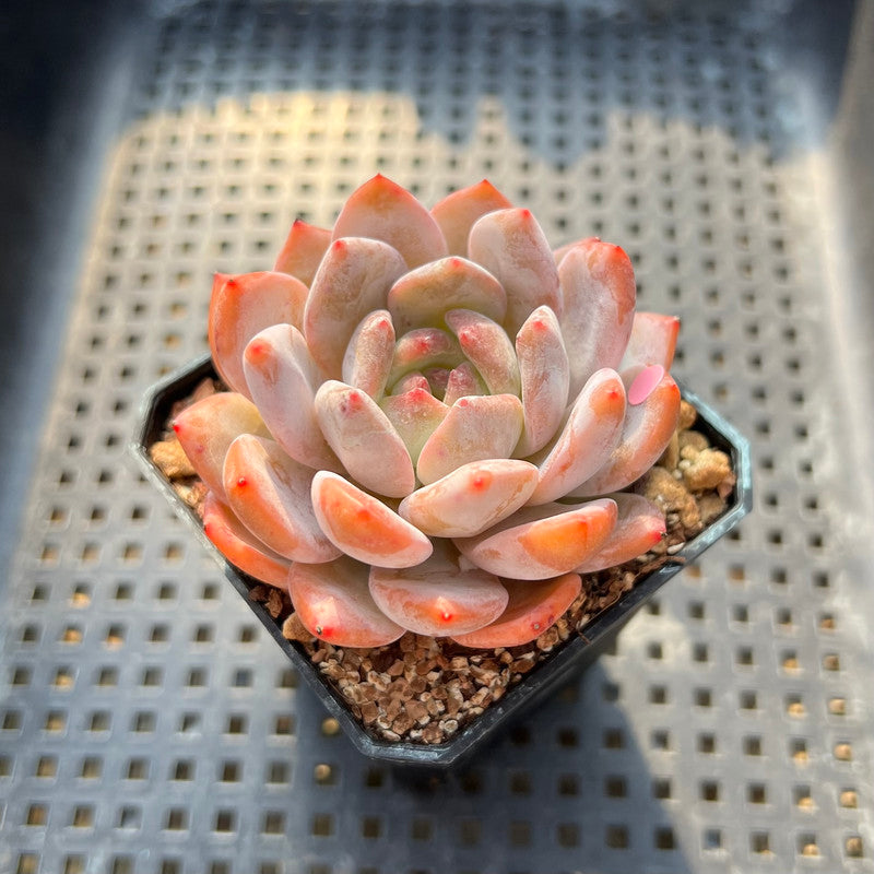 Echeveria 'Orange Monroe' 2" Succulent Plant