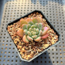 Echeveria 'Bubble Love' 1"-2" Succulent Plant