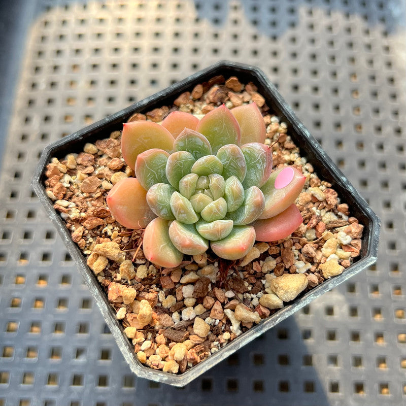 Echeveria 'Bubble Love' 1"-2" Succulent Plant