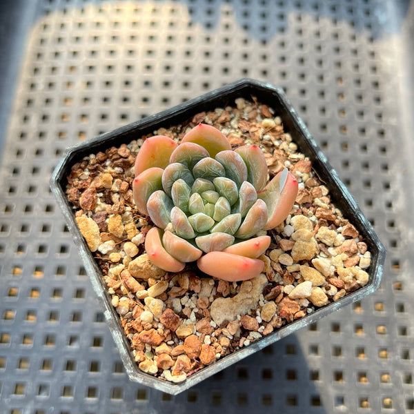 Echeveria 'Bubble Love' 1"-2" Succulent Plant