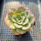 Echeveria 'Twinkle' 2" Succulent Plant