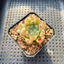 Echeveria 'Albi Drop' 1"-2" Succulent Plant