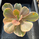 Echeveria 'Silk Road' Variegated 2" Succulent Plant