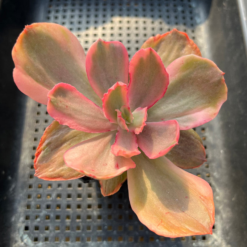 Echeveria 'Rose Rock' Variegated 3" Succulent Plant