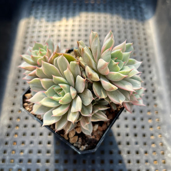 Echeveria 'Ben Badis' Variegated Cluster 3" Succulent Plant