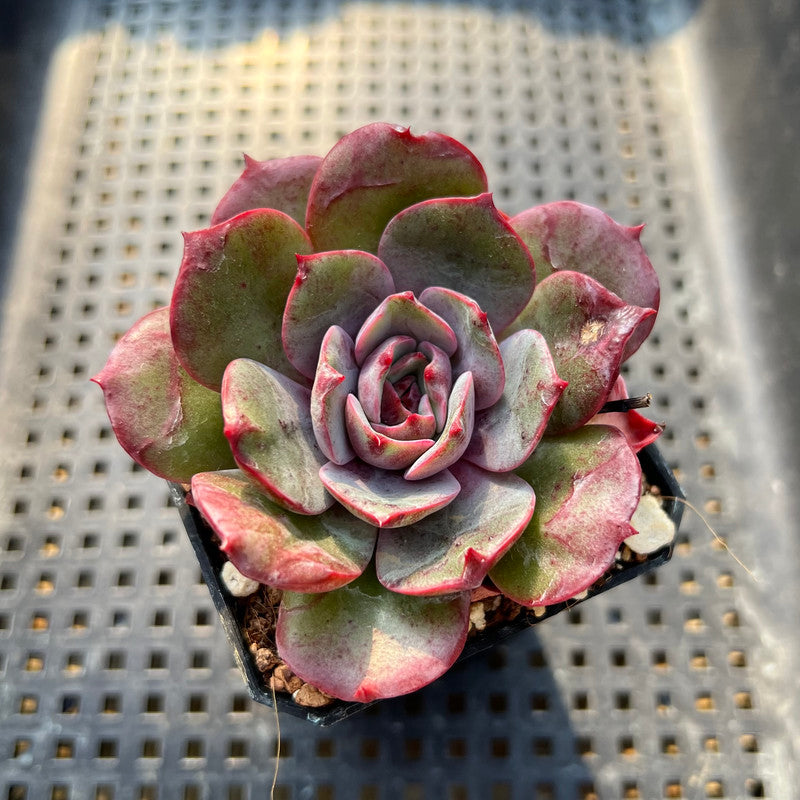 Echeveria 'Anything' 2" Succulent Plant