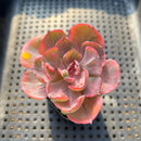 Echeveria 'Beyonce' Variegated 2"-3" Succulent Plant