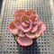 Echeveria 'Beyonce' Variegated 2"-3" Succulent Plant