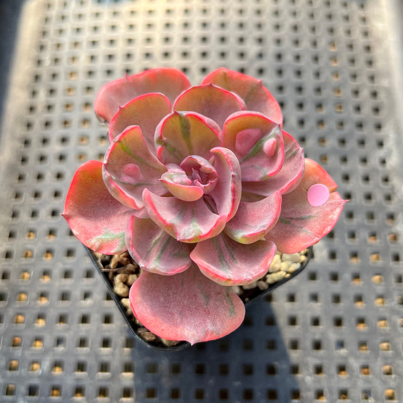 Echeveria 'Beyonce' Variegated 2"-3" Succulent Plant