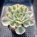 Echeveria 'Compton Carousel' Variegated 3" Succulent Plant