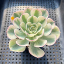 Echeveria 'Compton Carousel' Variegated 3" Succulent Plant