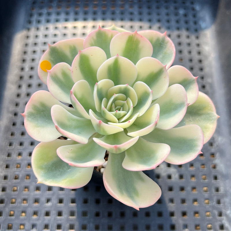 Echeveria 'Compton Carousel' Variegated 3" Succulent Plant