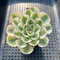 Echeveria 'Compton Carousel' Variegated 3" Succulent Plant