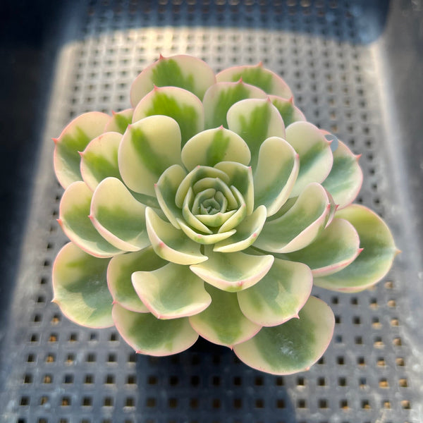 Echeveria 'Compton Carousel' Variegated 3" Succulent Plant