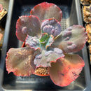 Echeveria sp. (Carunculated) 4"-5" Succulent Plant