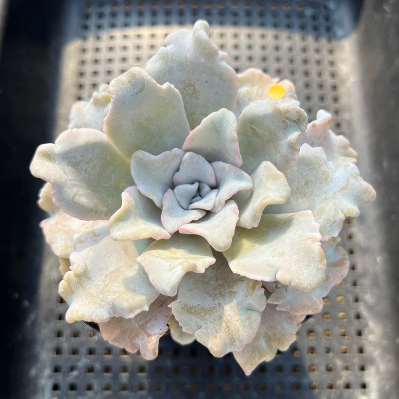 Echeveria 'Crispate Beauty' 3"-4" Succulent Plant