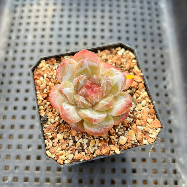 Echeveria 'Tipsy' 1"-2" Jelly Type Succulent Plant