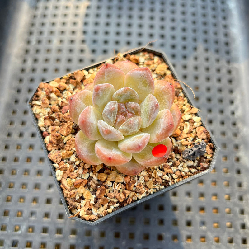 Echeveria 'Tipsy' 1"-2" Jelly Type Succulent Plant