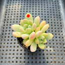 Echeveria 'Toffee' 1" Succulent Plant