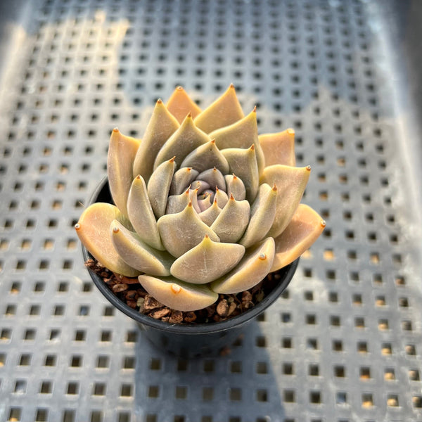 Echeveria Tobarensis 2" Succulent Plant