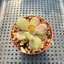 Echeveria 'Goiabinha' Variegated 2" Succulent Plant