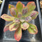 Echeveria 'Baron Bold' 4" Succulent Plant