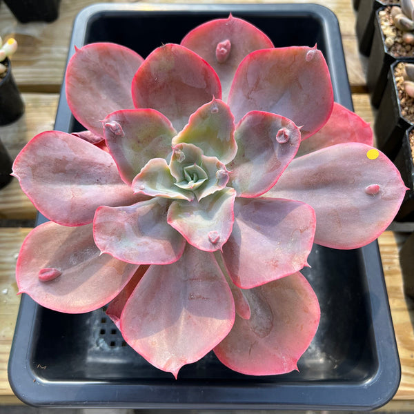 Echeveria 'Heart Throb' 6"-7" Extra Large Succulent Plant